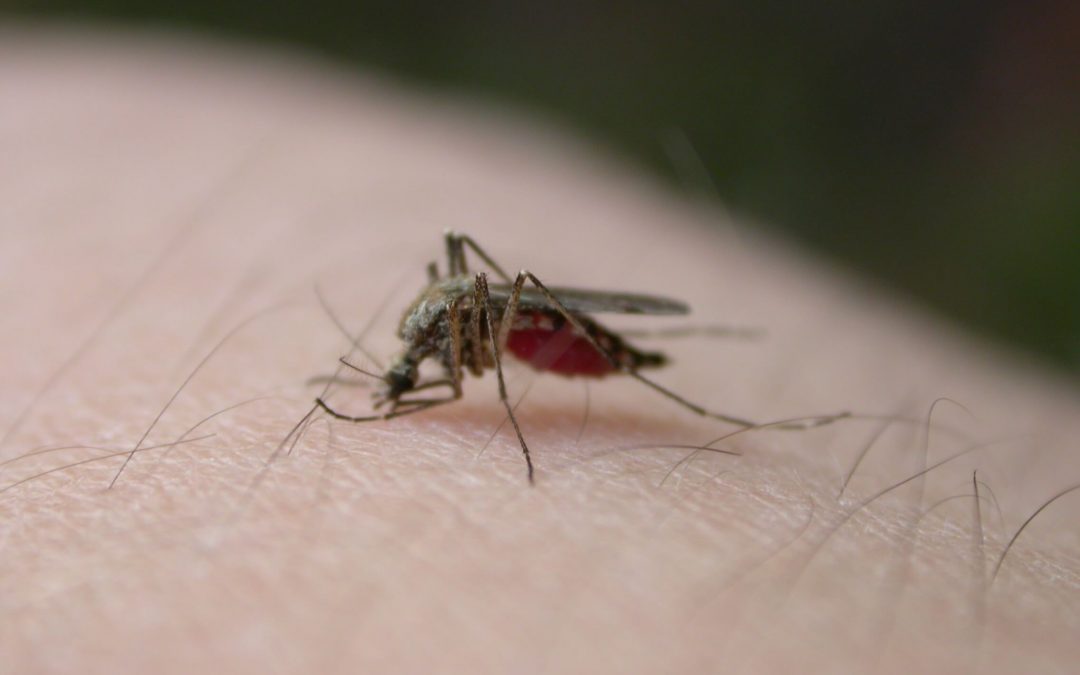 Improving Mosquitoes Control in Your Home