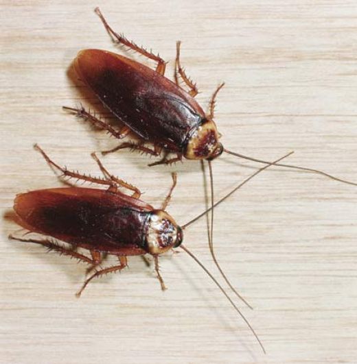 Less Poisonous Method on Eliminating Cockroach