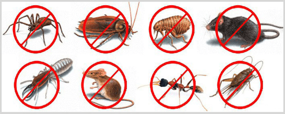 Make The Most Of What Pest Control Can Give You 2