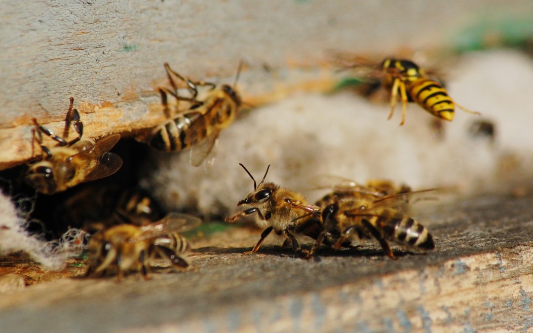 How to Eliminate the Bees and Wasps on Your Own