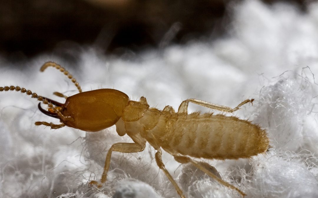 Protect your Property from Termites
